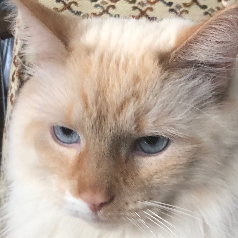 Meet your Posher, Juliette